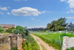 #24703 AFFITTO -Terreno agricolo di68888 mq