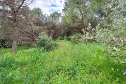 #23461 Appezzamento agricolo collinare e annessi rurali