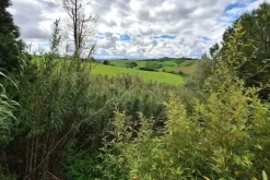 #23461 Appezzamento agricolo collinare e annessi rurali