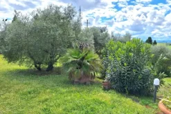 #23461 Appezzamento agricolo collinare e annessi rurali