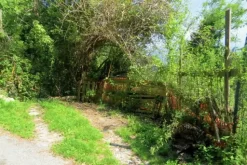 #20924 Appezzamento agricolo collinare di 5270 mq