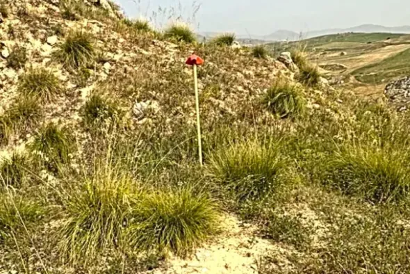 #25044 Appezzamento agricolo collinare con rudere