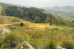 #25044 Appezzamento agricolo collinare con rudere