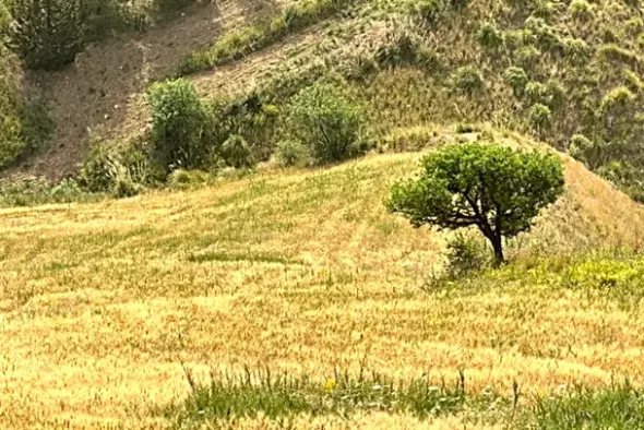 #25044 Appezzamento agricolo collinare con rudere