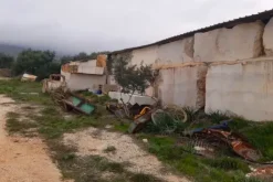#24107 Appezzamento agricolo con alberi di ulivo