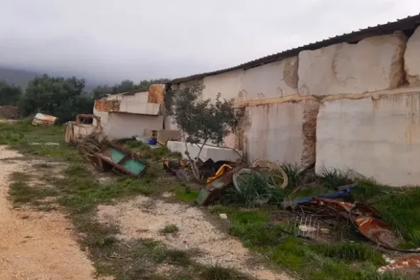 #24107 Appezzamento agricolo con alberi di ulivo