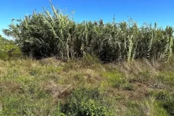 #24554 Appezzamento agricolo incolto di 1178 mq
