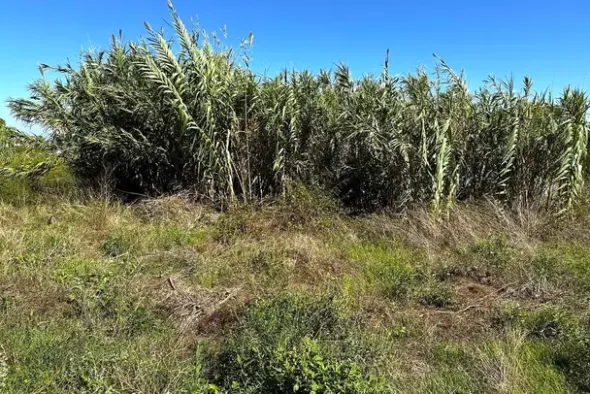 #24554 Appezzamento agricolo incolto di 1178 mq