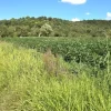 #24306 Appezzamento agricolo in zona periferica rurale