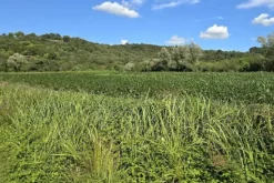#24306 Appezzamento agricolo in zona periferica rurale