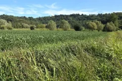 #24306 Appezzamento agricolo in zona periferica rurale