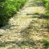 #20925 Appezzamento boschivo collinare di 440 mq