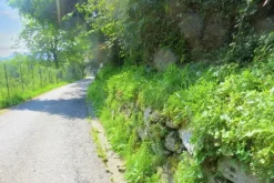 #20925 Appezzamento boschivo collinare di 440 mq