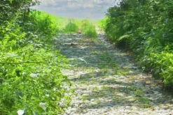 #20925 Appezzamento boschivo collinare di 440 mq