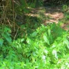 #20925 Appezzamento boschivo collinare di 440 mq