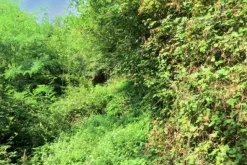 #20928 Appezzamento boschivo collinare di 14980 mq