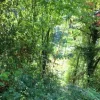 #20928 Appezzamento boschivo collinare di 14980 mq