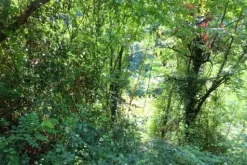 #20928 Appezzamento boschivo collinare di 14980 mq