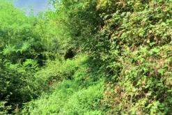 #20928 Appezzamento boschivo collinare di 14980 mq