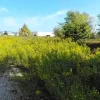 #24564 Appezzamento edificabile in zona produttiva