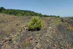 #21169 Appezzamento incolto alle pendici dell’Etna