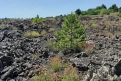 #21169 Appezzamento incolto alle pendici dell’Etna