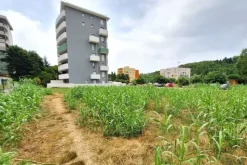#24080 Area edificabile di 1236 mq in zona residenziale