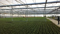 azienda floricola