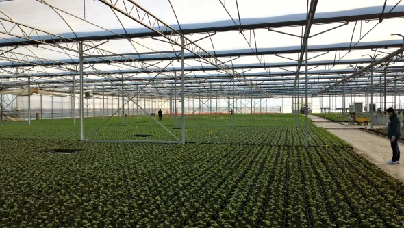 azienda floricola