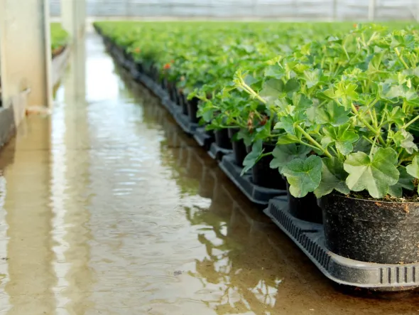 azienda floricola