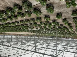 azienda floricola