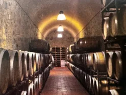 Aziendavitivinicola e agriturismo in vendita