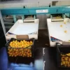 Calibrator for washing and calibrating fruits