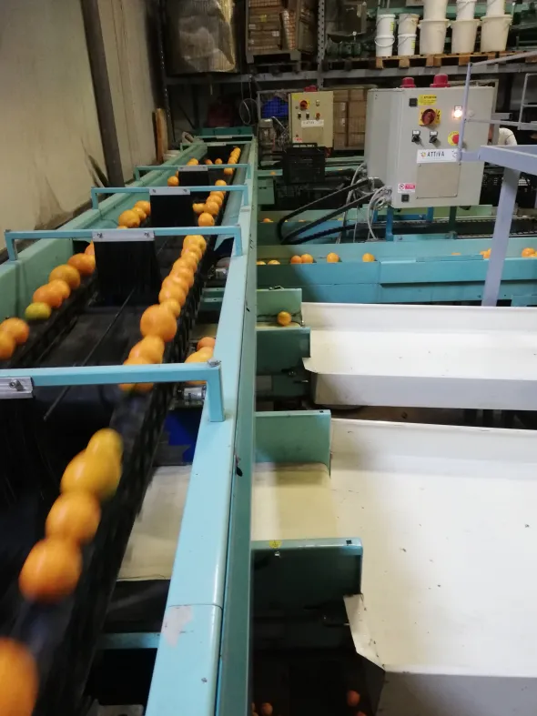 Calibrator for washing and calibrating fruits