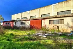 #25659 Capannone industriale con area pertinenziale