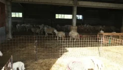 1#4909 Cessione di azienda agricola