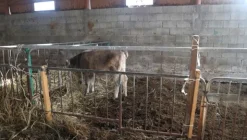 1#4909 Cessione di azienda agricola