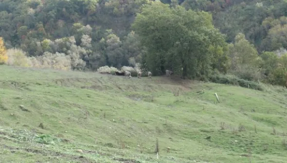 1#4909 Cessione di azienda agricola