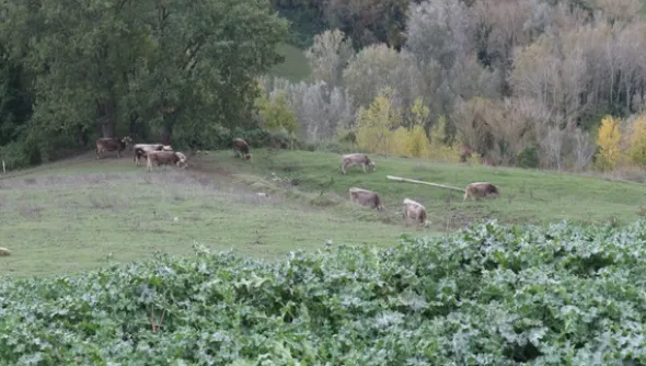 1#4909 Cessione di azienda agricola