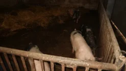 1#4909 Cessione di azienda agricola