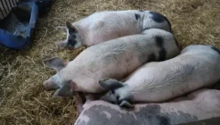 1#4909 Cessione di azienda agricola