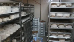 1#4909 Cessione di azienda agricola