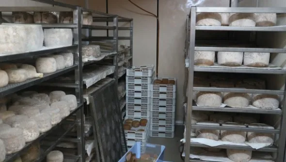 1#4909 Cessione di azienda agricola