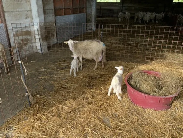 1#4909 Cessione di azienda agricola