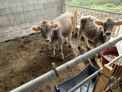 1#4909 Cessione di azienda agricola