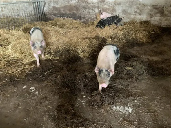 1#4909 Cessione di azienda agricola