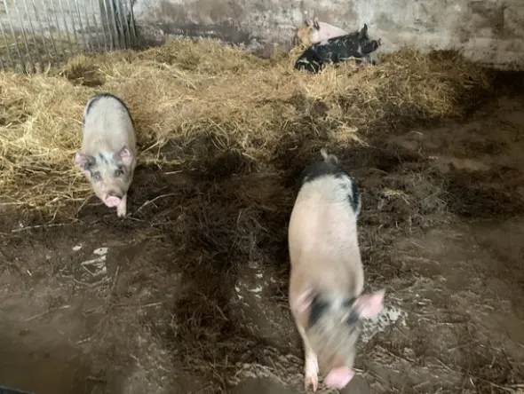 1#4909 Cessione di azienda agricola