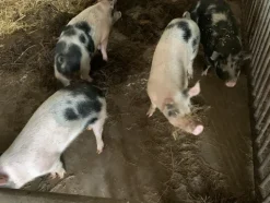 1#4909 Cessione di azienda agricola