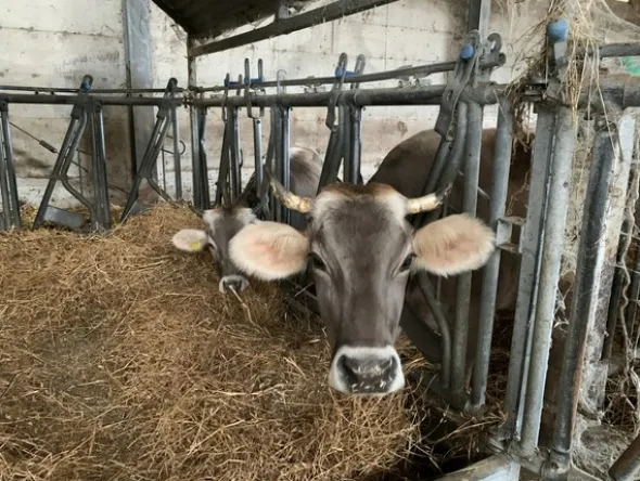 1#4909 Cessione di azienda agricola
