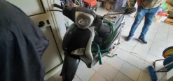 408#5029 Ciclomotore Piaggio